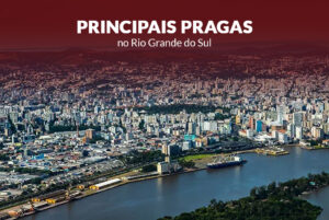 Principais pragas do Rio Grande do Sul