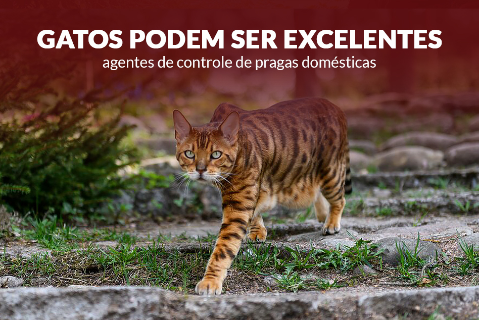 Gatos como Aliados no Controle de Pragas Domésticas