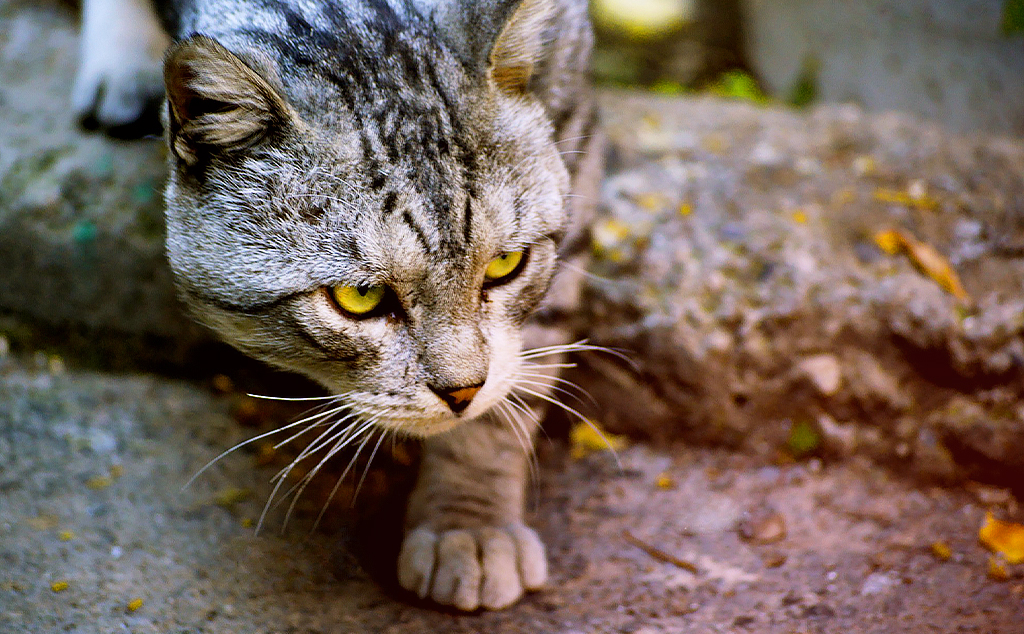 Gatos podem ser excelentes agentes de controle de pragas domésticas