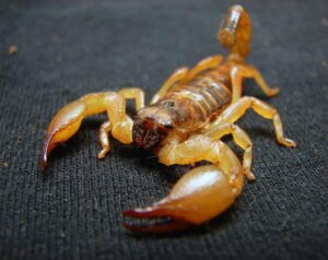 Fique atento com os escorpiões