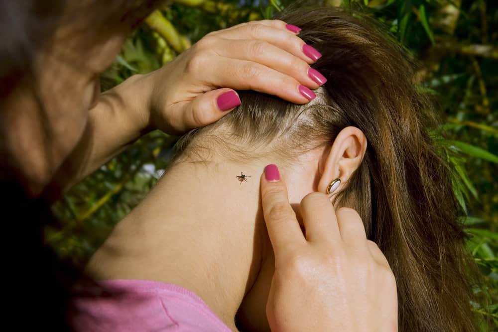 <img fetchpriority= Doenças transmitidas por carrapatos