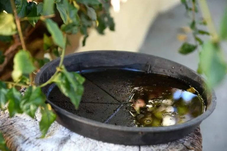 Tudo sobre o mosquito da dengue
