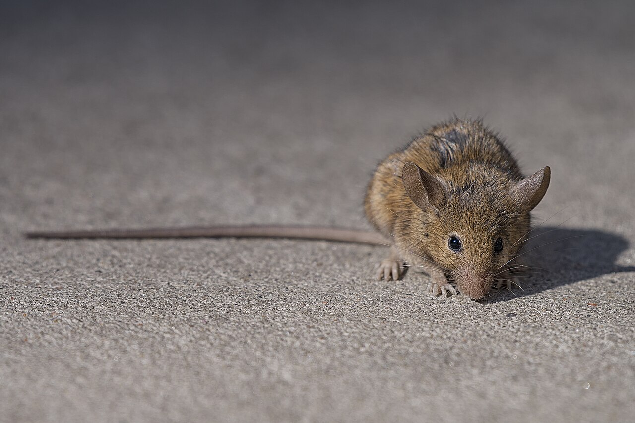 Como saber se preciso dedetizar ao identificar sinais de ratos e roedores