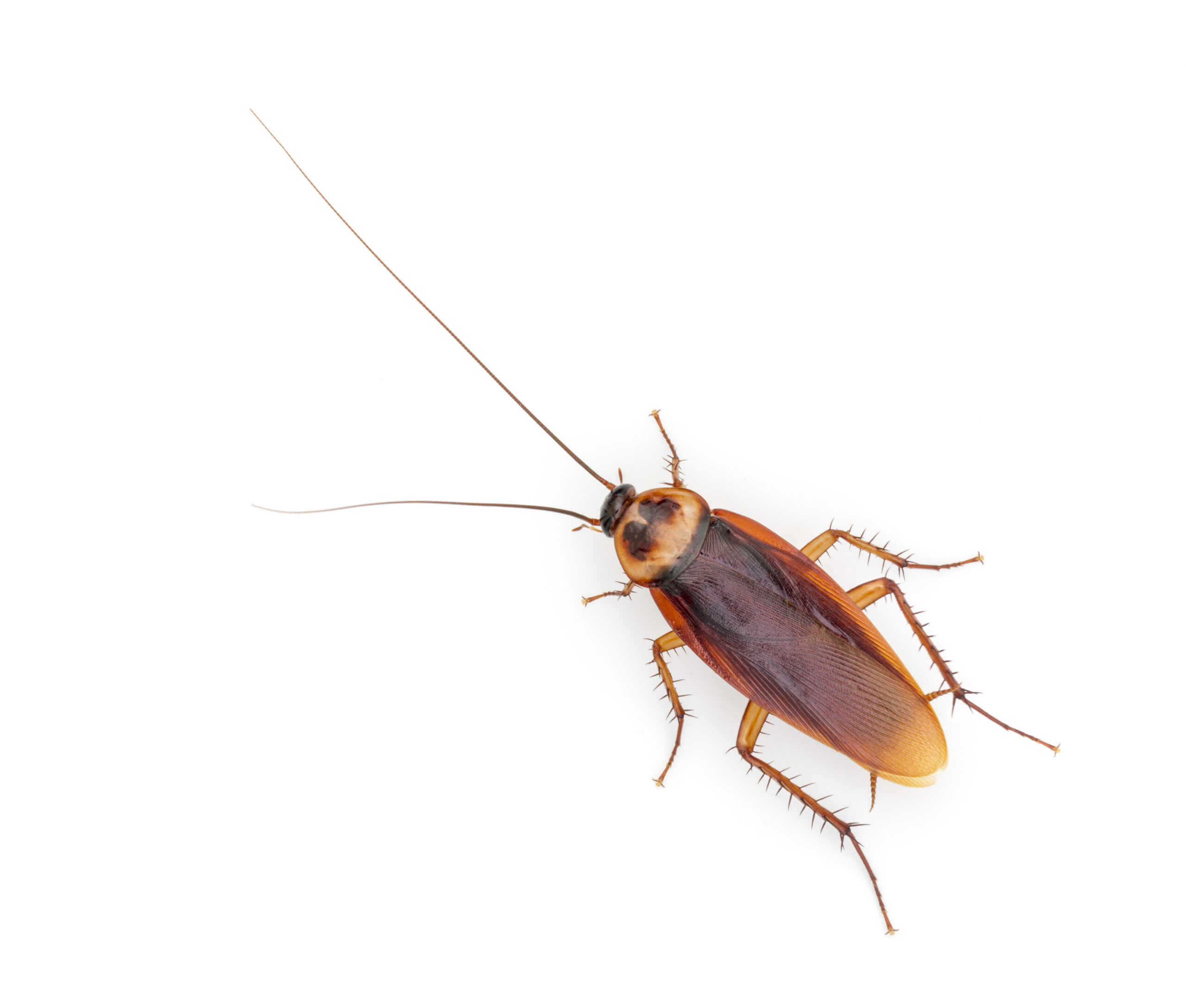 Como saber se preciso dedetizar ao encontrar baratas em casa