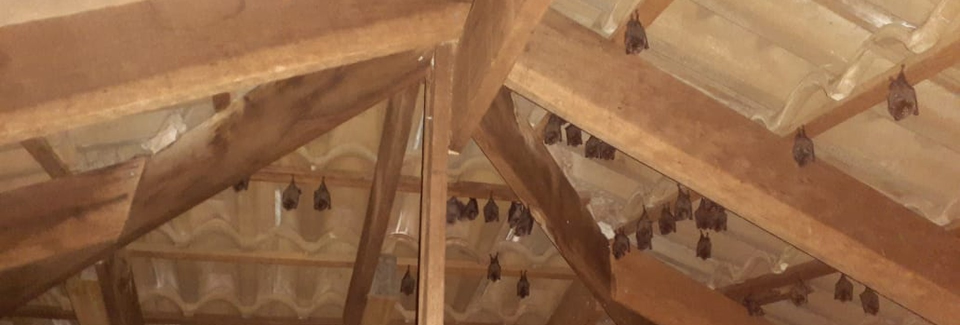 Morcegos pendurados no telhado - repelência de morcegos BR Control